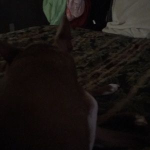 Meet your Posher, Donald